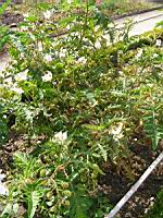 Morelle de Balbis - Solanum sisymbrifolium ou Solanum Balbisii (fam Solanacees) (1) (Photo F. Mrugala)